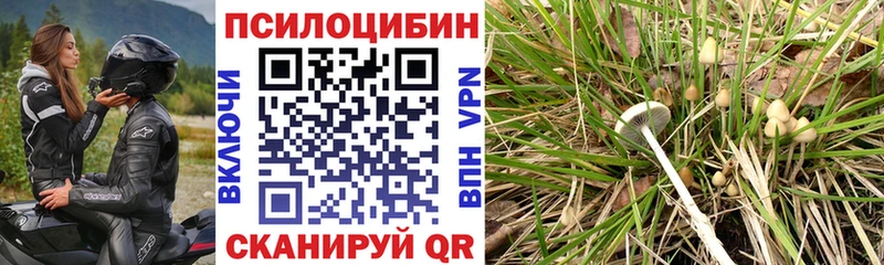 хочу   Костерёво  MEGA сайт  Галлюциногенные грибы Psilocybine cubensis 